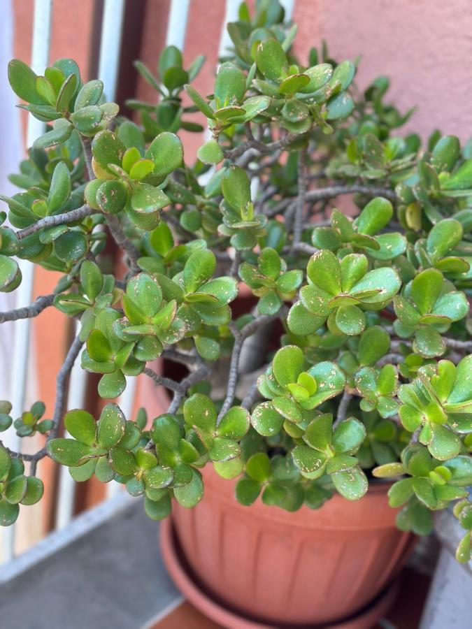 Casa Agnese Monterosso Al Mare公寓 外观 照片